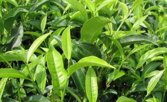 養花可以澆茶葉茶