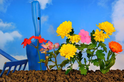寫一篇養(yǎng)花總結(jié)