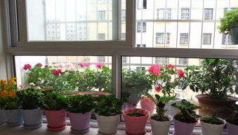 陽臺(tái)防盜窗上怎么養(yǎng)花
