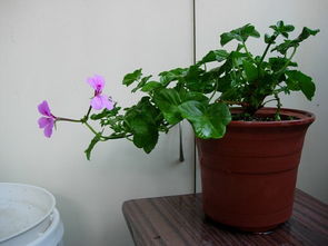 家里養(yǎng)花會的哮喘