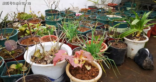 養(yǎng)花會(huì)不會(huì)招蟑螂