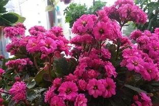 長壽花的養(yǎng)花經驗