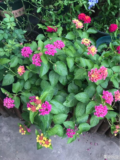 搓腳石養花兒