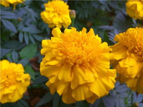養(yǎng)花學(xué)問對(duì)你有什么啟示