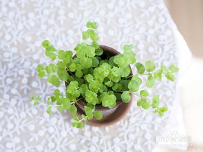 養花盆里有潮蟲(chóng)怎么辦
