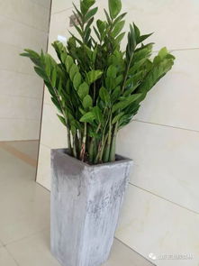 養(yǎng)花知識(shí)澆水澆到盆土濕潤