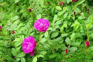 玫瑰花這樣保養(yǎng)花期更長