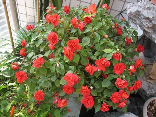 柳樹枝怎樣養(yǎng)花
