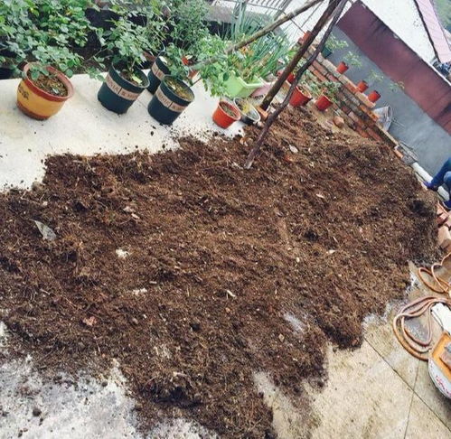 養花一定要腐葉土嗎