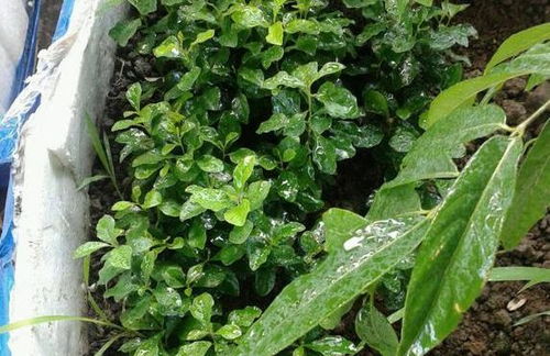 白蛋白能養花嗎