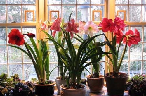 封閉陽(yáng)臺(tái)通風(fēng)養(yǎng)花
