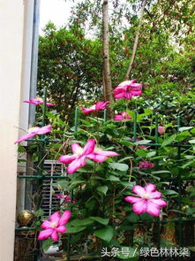 我愛花.所以也愛養(yǎng)花