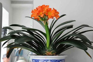 君子蘭的養(yǎng)花注意事項