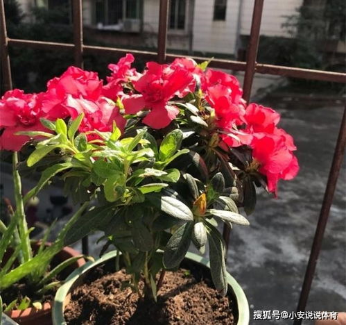 用泡蘋(píng)果的水養(yǎng)花好嗎