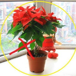 養(yǎng)花會(huì)不會(huì)引起頭暈