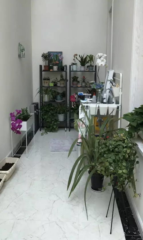 走廊養(yǎng)花