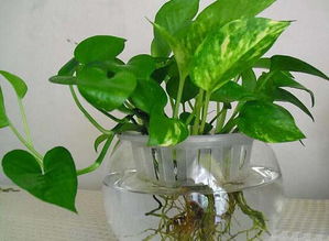 養(yǎng)花能不能倒鹽