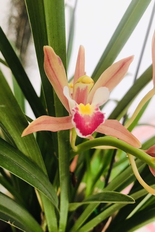 一樓陽臺(tái)養(yǎng)花光照