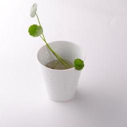 杯子能用來(lái)養(yǎng)花