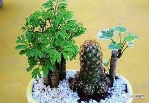 養(yǎng)花知識大全桂花