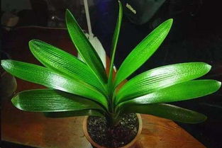 維生素b12養花怎么配
