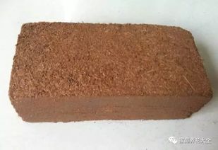 寫一篇關于養(yǎng)花的作文