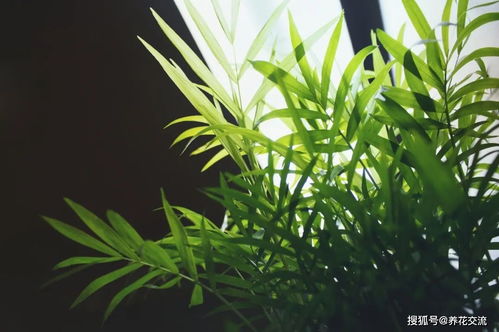養(yǎng)花的水能用自來水嘛