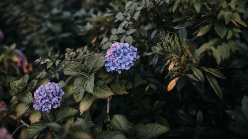 家養(yǎng)花有紅蜘蛛