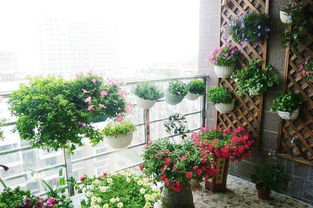 朝西陽臺養(yǎng)花