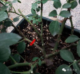 大連養(yǎng)花幫工招聘