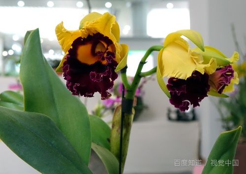 迷上養花的說(shuō)說(shuō)