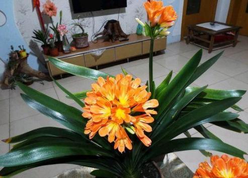 水中養(yǎng)花如何促進(jìn)根部生長
