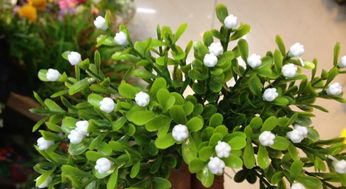 怎樣制作養(yǎng)花營(yíng)養(yǎng)水
