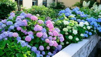 養花按什么順序