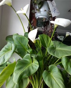 養(yǎng)花時出現(xiàn)的潮蟲