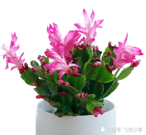室內養花總長(cháng)不好