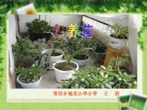 六級語(yǔ)文養花