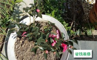 閱讀短文我愛(ài)養花了
