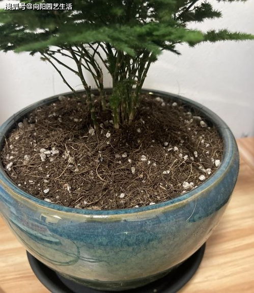營養(yǎng)花土的價(jià)格