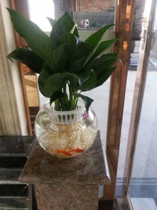 怎么在家魚(yú)缸養花魚(yú)
