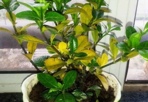 食醋養(yǎng)花的妙用