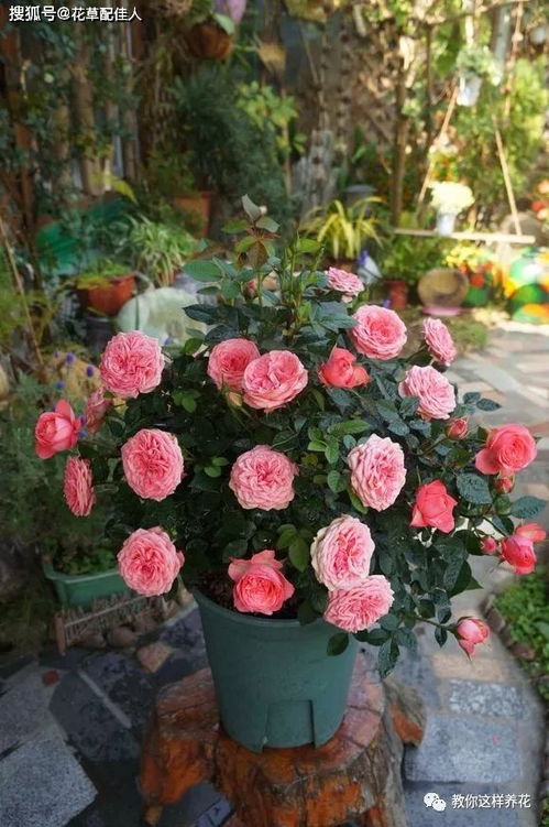 黑土肥需不需可以直接養(yǎng)花嗎