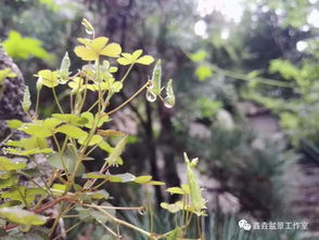 養(yǎng)花沒(méi)有合適的土怎么辦