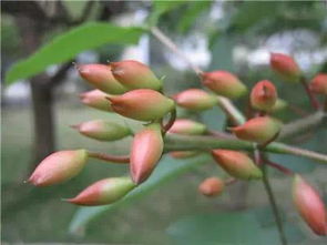 我是一個養(yǎng)花迷