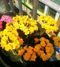 養(yǎng)花將小齊養(yǎng)長壽花