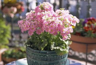 木質(zhì)養(yǎng)花大花盤(pán)