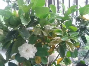 過期維c片養(yǎng)花