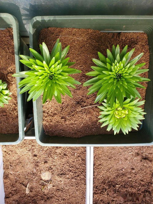 用椰土養(yǎng)花有什么好處