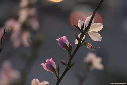 象征財富親情的家養(yǎng)花