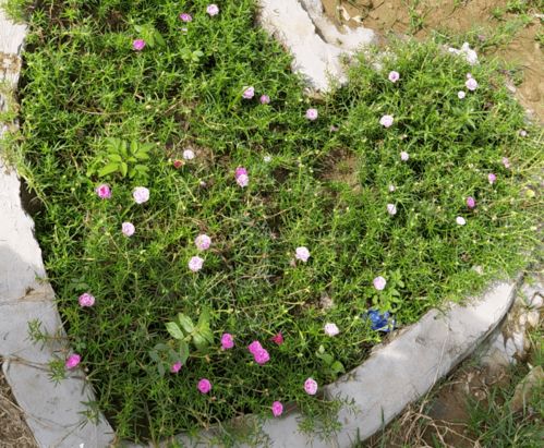 六旬老人荒地養花